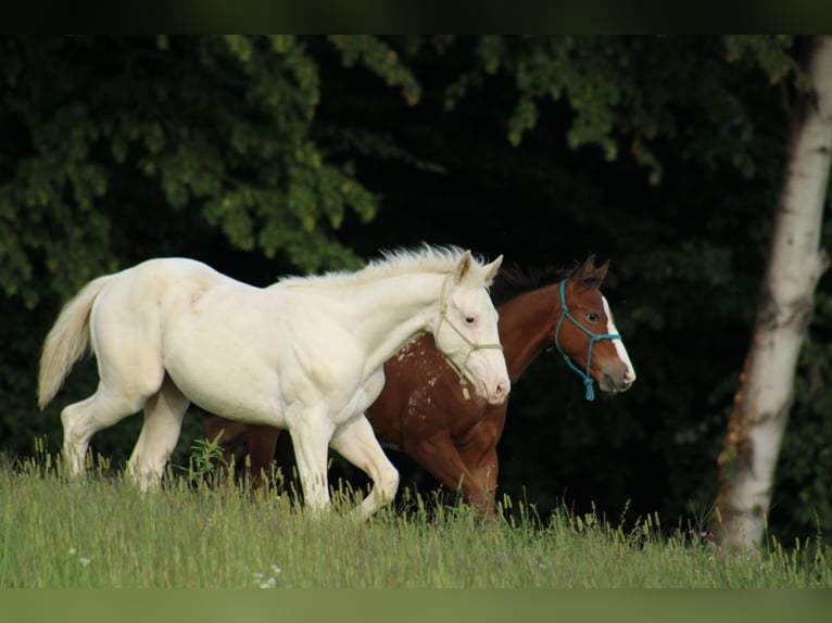 Appaloosa Klacz Źrebak (04/2025) 158 cm in Globoko
