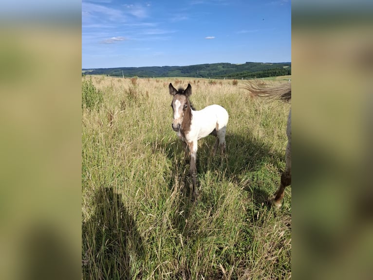 Appaloosa Mix Klacz Źrebak (06/2025) Bułana in Ortho