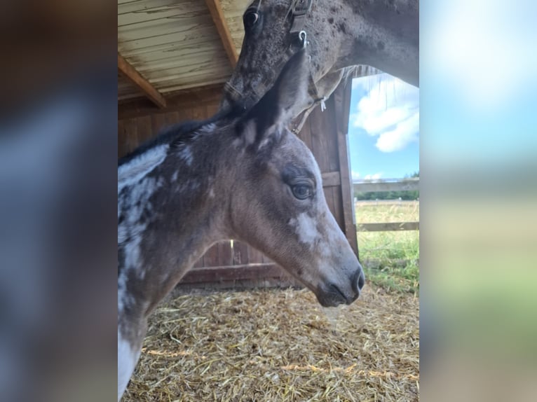 Appaloosa Mix Klacz Źrebak (06/2025) Bułana in Ortho