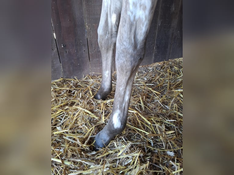Appaloosa Mix Klacz Źrebak (06/2025) Bułana in Ortho
