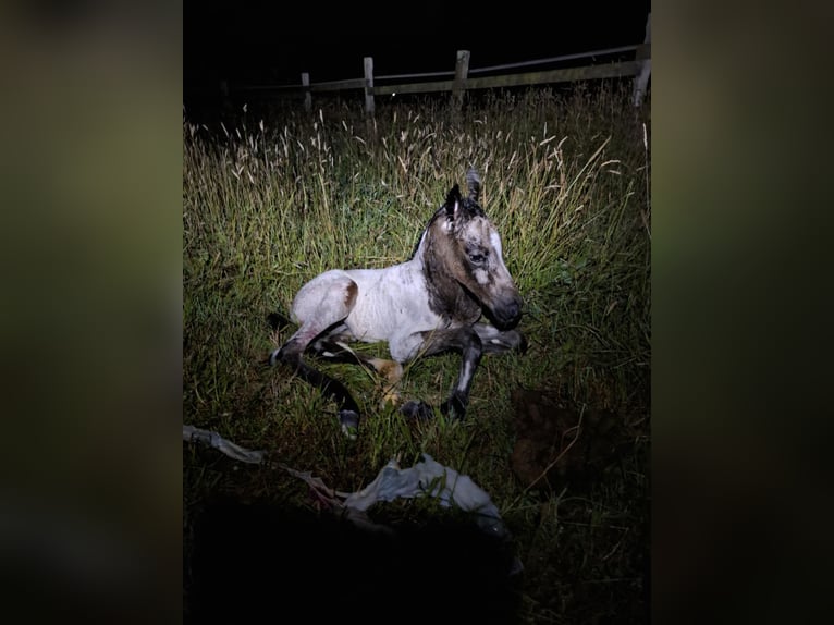 Appaloosa Mix Klacz Źrebak (06/2025) Bułana in Ortho