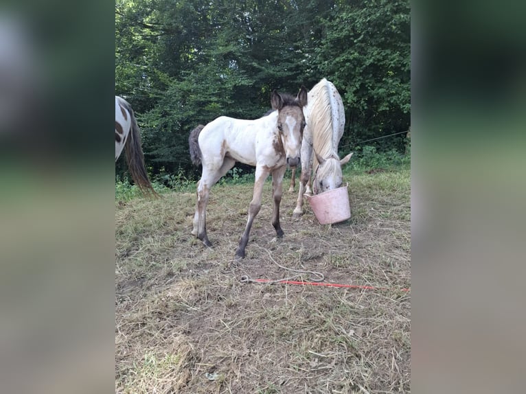 Appaloosa Mix Klacz Źrebak (06/2025) Bułana in Ortho