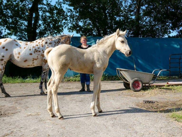 Appaloosa Klacz Źrebak (05/2026) Izabelowata in Friedeburg-Marx