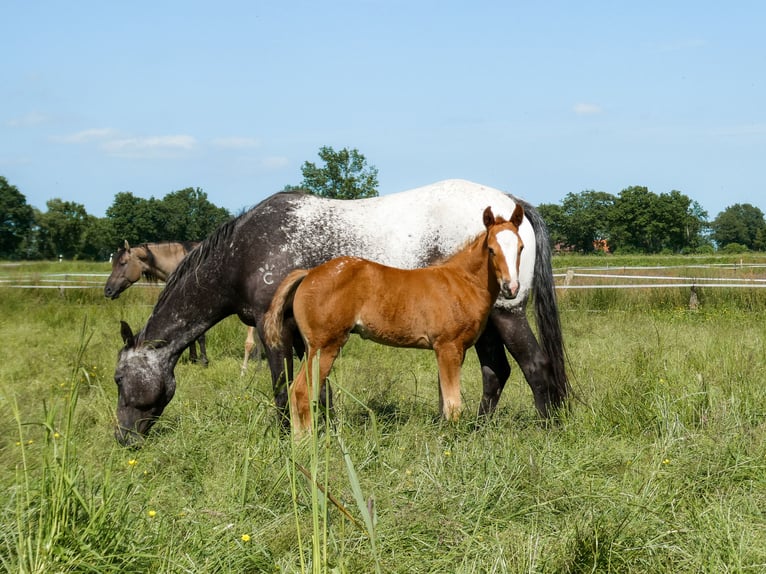 Appaloosa Klacz Źrebak (05/2026)  in Friedeburg-Marx