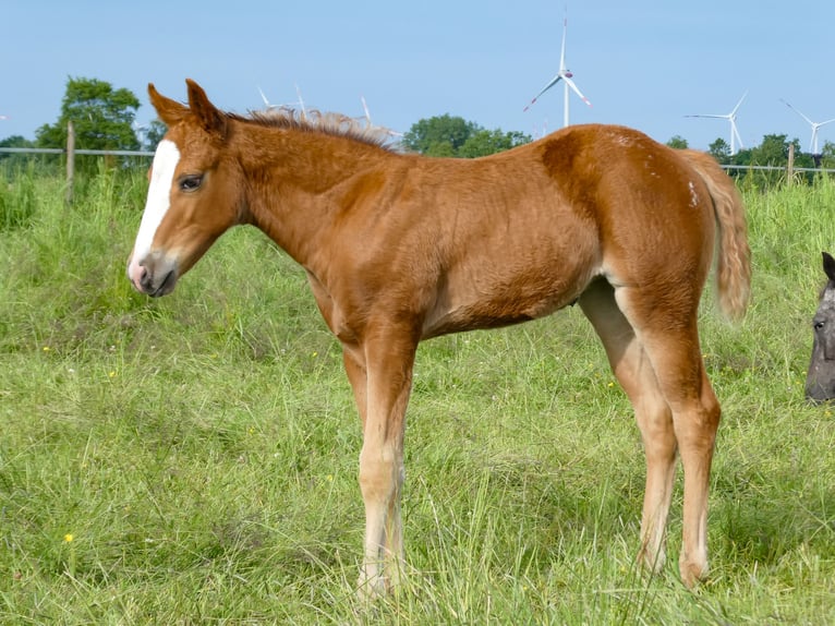 Appaloosa Klacz Źrebak (05/2026)  in Friedeburg-Marx