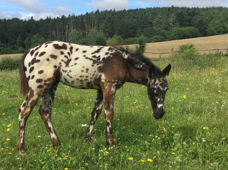 Appaloosa Klacz Źrebak (04/2024) Tarantowata in Brno