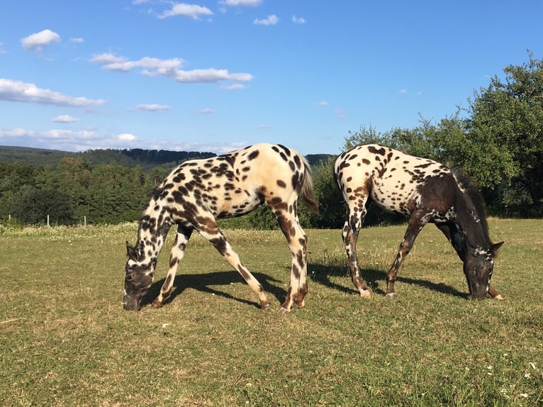 Appaloosa Klacz Źrebak (04/2024) Tarantowata in Brno