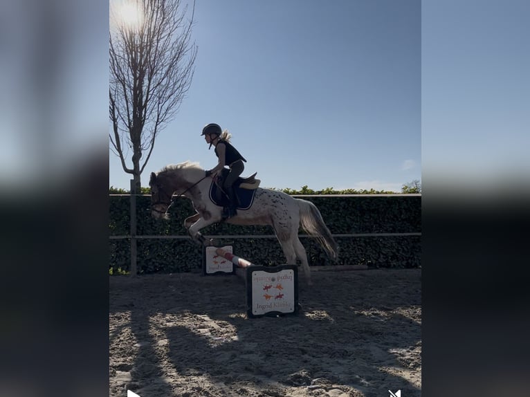 Appaloosa Mare 10 years 13.1 hh Pinto in Rietberg