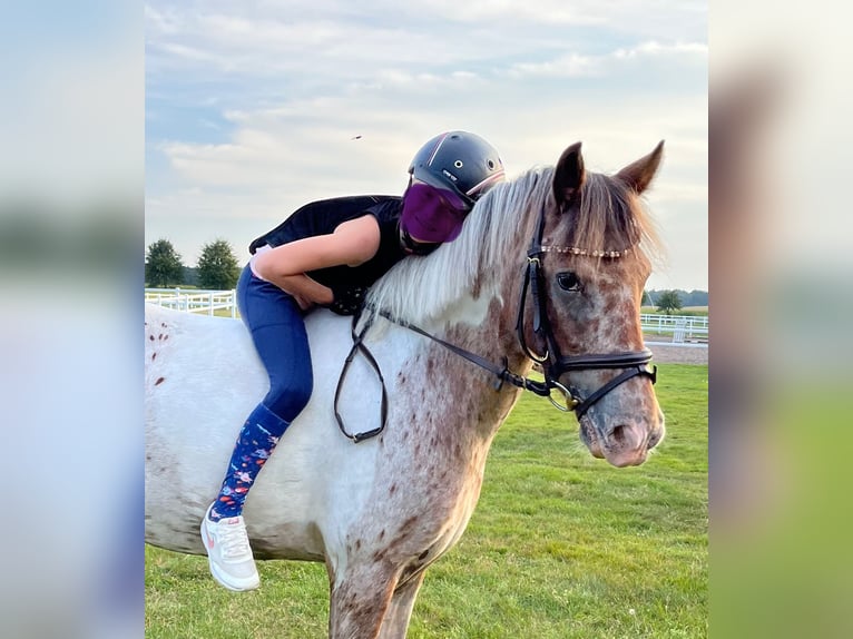 Appaloosa Mare 10 years 13.1 hh Pinto in Rietberg