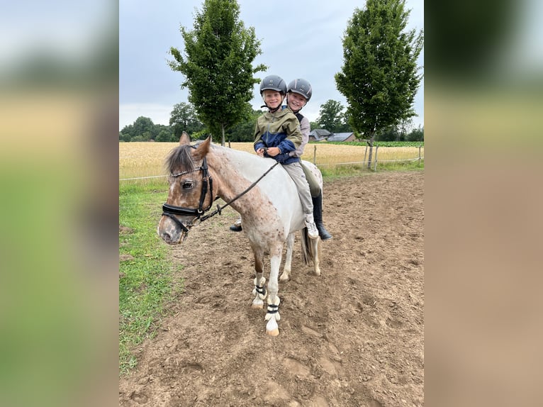 Appaloosa Mare 10 years 13.1 hh Pinto in Rietberg