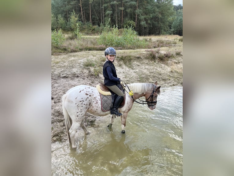 Appaloosa Mare 10 years 13.1 hh Pinto in Rietberg