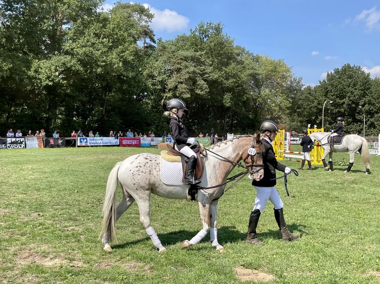 Appaloosa Mare 10 years 13.1 hh Pinto in Rietberg