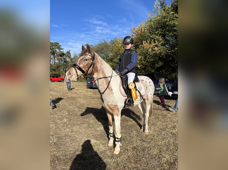 Appaloosa Mare 10 years 13.1 hh Pinto in Rietberg