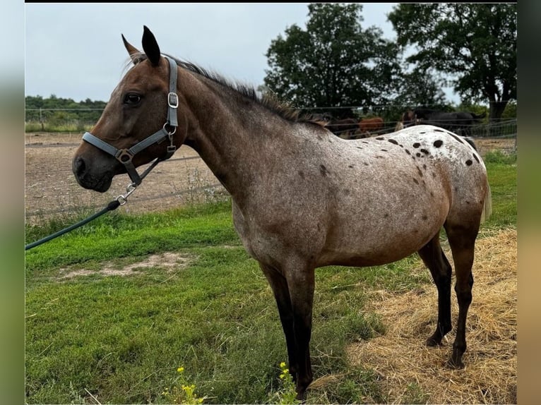 Appaloosa Mare 10 years 13,2 hh in Falkenberg