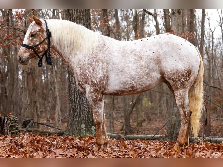 Appaloosa Mare 10 years 13,2 hh Roan-Red in Dennison IL