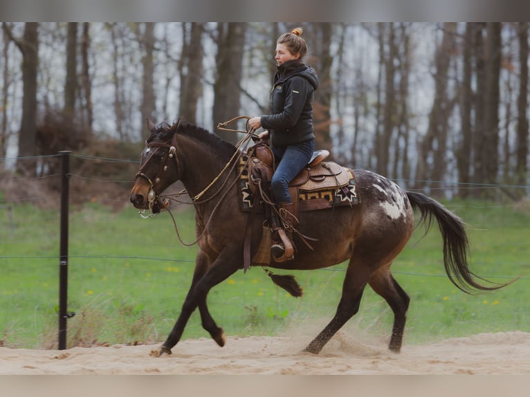 Appaloosa Mare 10 years 14,2 hh Leopard-Piebald in Müglitztal