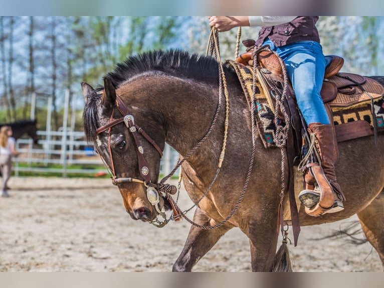 Appaloosa Mare 10 years 14,2 hh Leopard-Piebald in Müglitztal