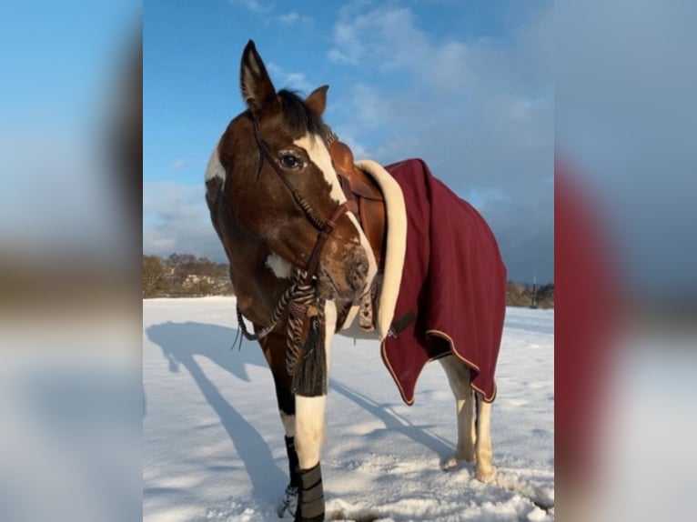 Appaloosa Mare 10 years 15.2 hh Pinto in Lichtenfels
