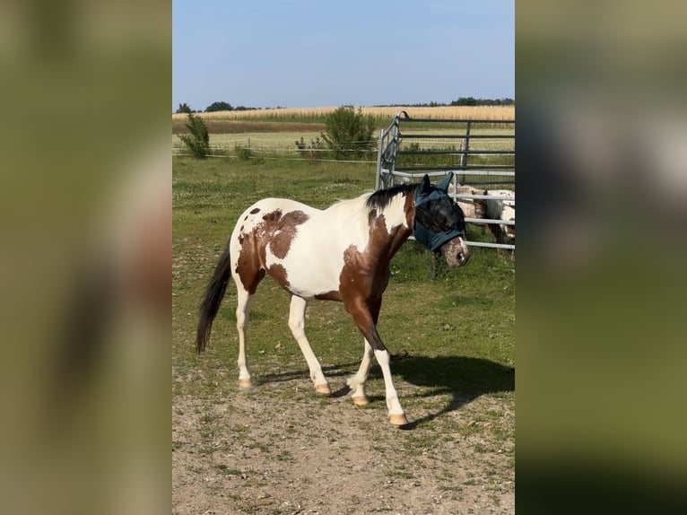 Appaloosa Mare 10 years 15.2 hh Pinto in Lichtenfels