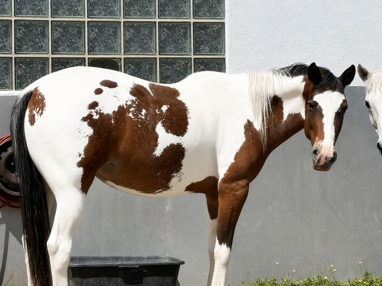 Appaloosa Mare 10 years 15.2 hh Pinto in Lichtenfels