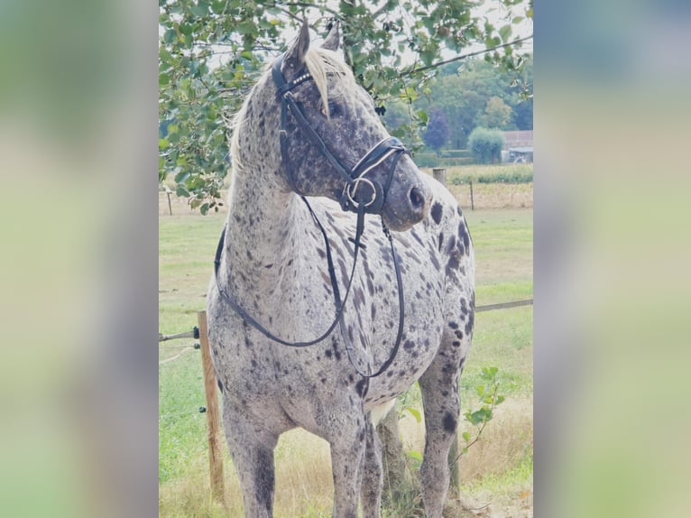Appaloosa Mare 10 years 15,1 hh in Someren
