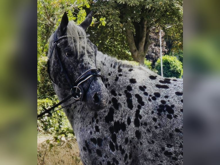 Appaloosa Mare 10 years 15,1 hh in Someren