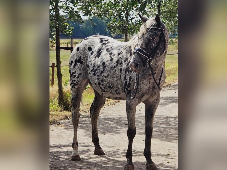 Appaloosa Mare 10 years 15,1 hh in Someren