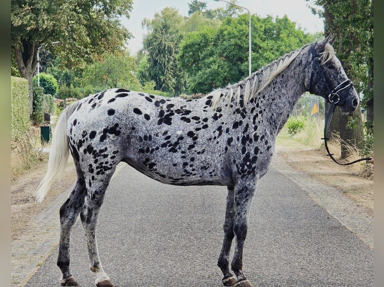 Appaloosa Mare 10 years 15,1 hh in Someren