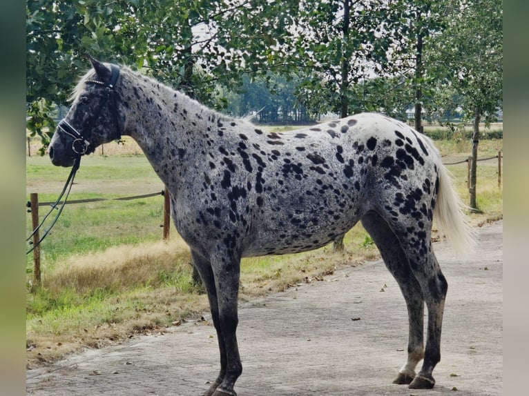 Appaloosa Mare 10 years 15,1 hh in Someren