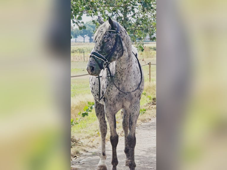 Appaloosa Mare 10 years 15,1 hh in Someren