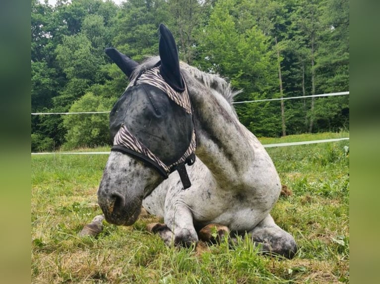 Appaloosa Mix Mare 10 years 16 hh Leopard-Piebald in Bad Honnef