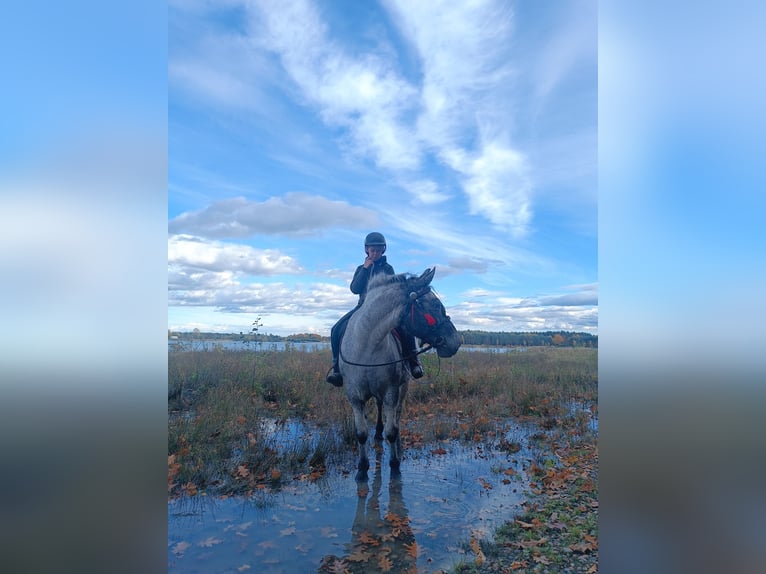 Appaloosa Mix Mare 10 years 16 hh Leopard-Piebald in Wał-Ruda Appaloosa Mix Mare 10 years 16 hh Leopard-Piebald in Wał-Ruda