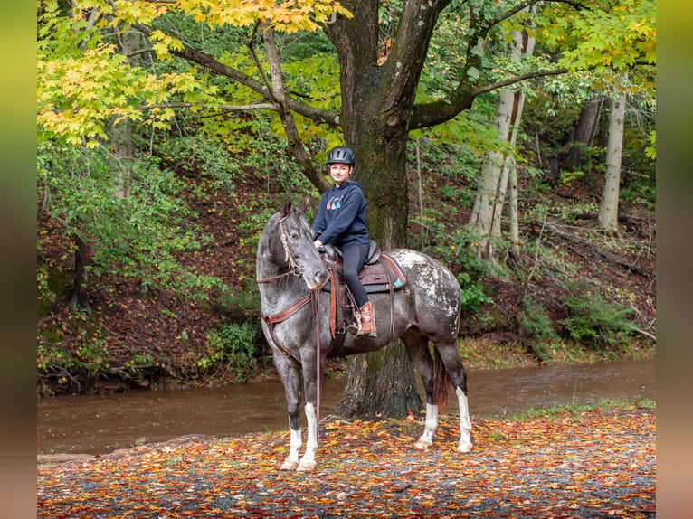 Appaloosa Mare 10 years 16 hh  in New Holland