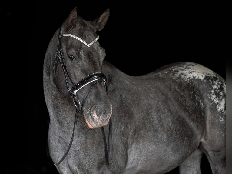 Appaloosa Mare 10 years 16 hh  in New Holland