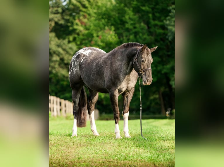 Appaloosa Mare 10 years 16 hh  in New Holland