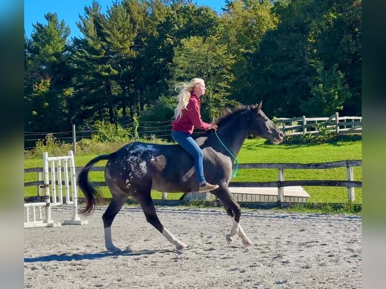 Appaloosa Mare 10 years 16 hh  in New Holland