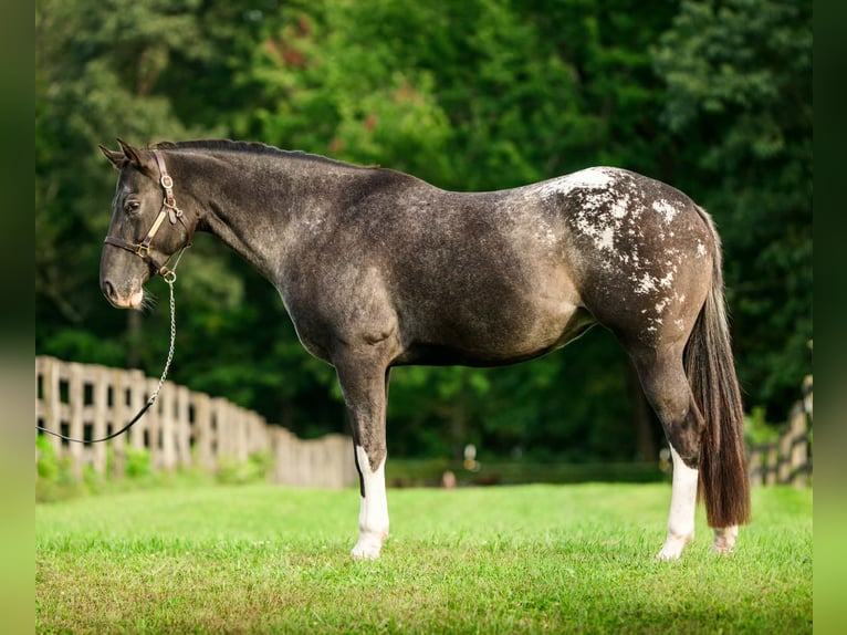 Appaloosa Mare 10 years 16 hh  in New Holland