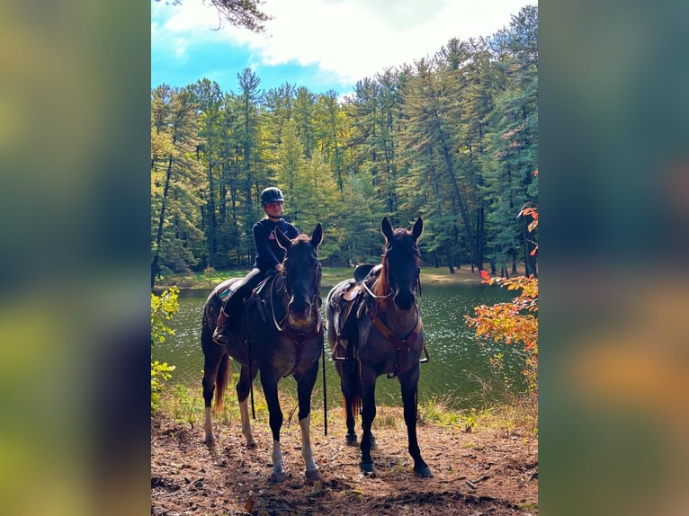 Appaloosa Mare 10 years 16 hh  in New Holland