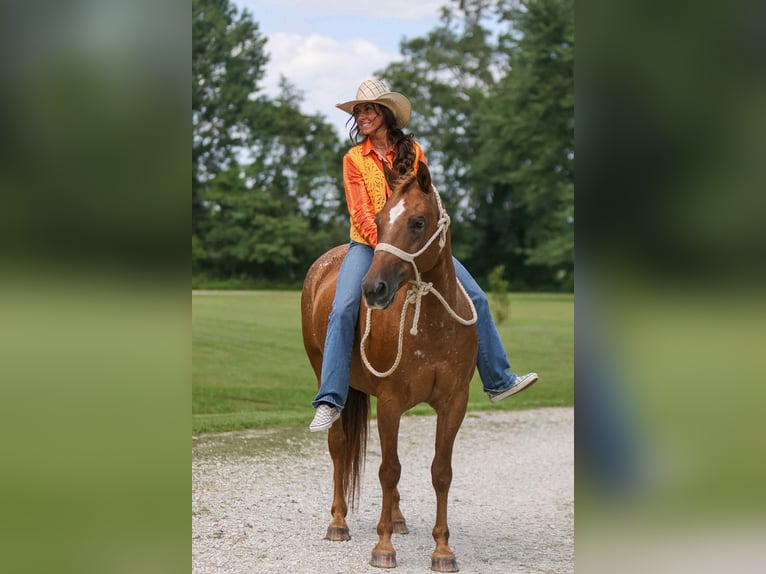 Appaloosa Mare 11 years 14 hh Chestnut in Felt OK