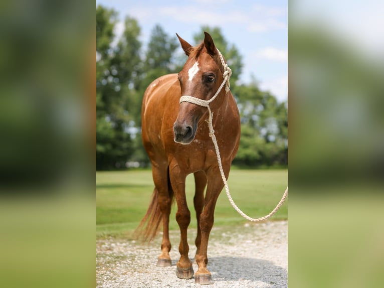 Appaloosa Mare 11 years 14 hh Chestnut in Felt OK
