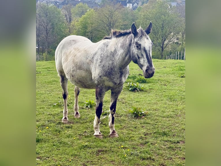 Appaloosa Mare 11 years 15.1 hh Brown in Daleiden