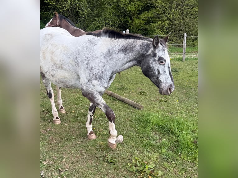 Appaloosa Mare 11 years 15.1 hh Brown in Daleiden