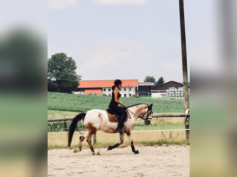 Appaloosa Mare 11 years 15,2 hh Overo-all-colors in Fraunberg