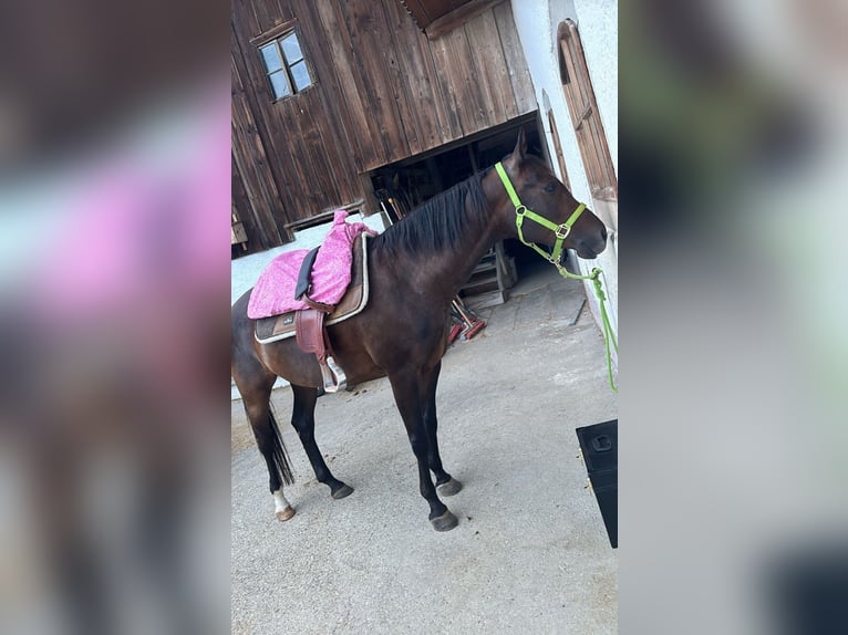 Appaloosa Mare 11 years 15 hh Brown in Tiefenbach