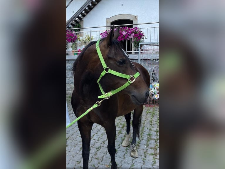 Appaloosa Mare 11 years 15 hh Brown in Tiefenbach