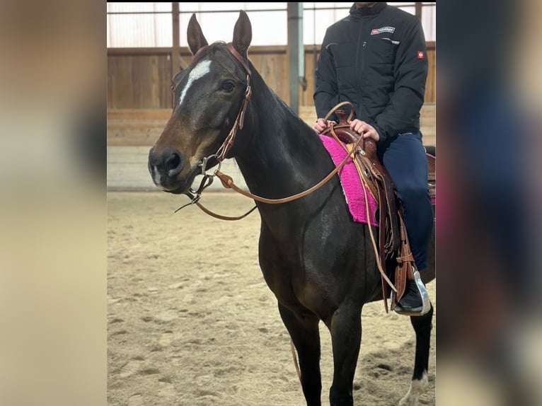 Appaloosa Mare 11 years 15 hh Brown in Tiefenbach