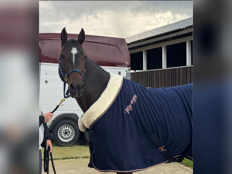 Appaloosa Mare 11 years 15 hh Brown in Tiefenbach