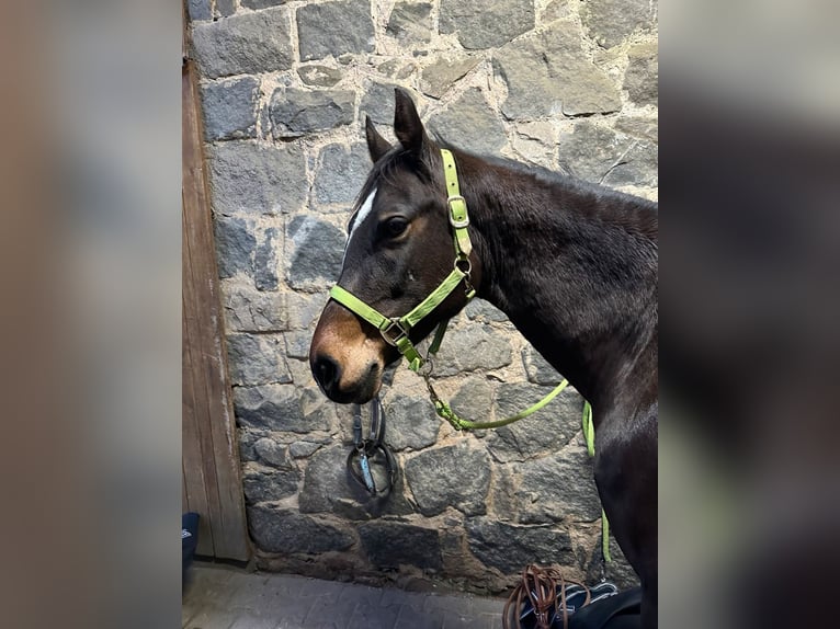 Appaloosa Mare 11 years 15 hh Brown in Tiefenbach
