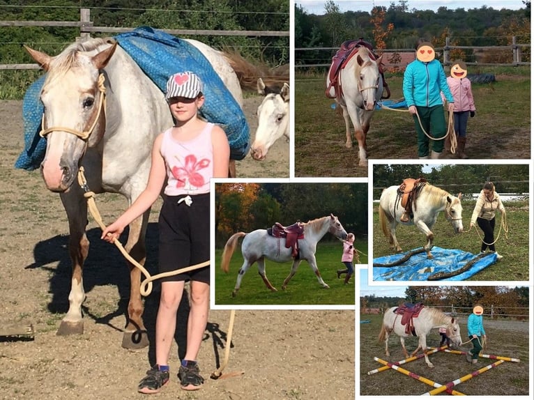 Appaloosa Mare 11 years 15 hh Chestnut-Red in Jestarbi