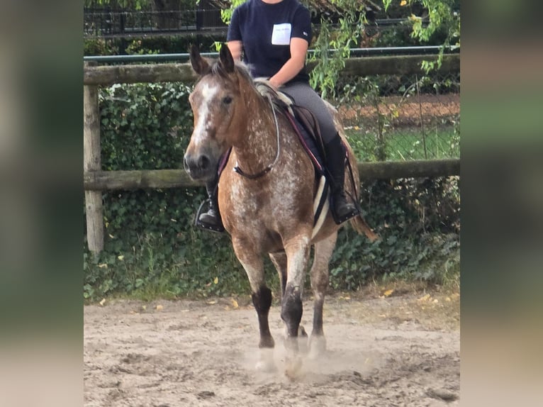 Appaloosa Mare 11 years 15 hh in Someren